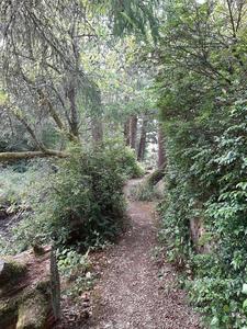 A narrow trail weaves between stumps and trees with tall bushes on both sides.