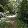 A grassy two-track leads straight down an avenue shaded by alders.