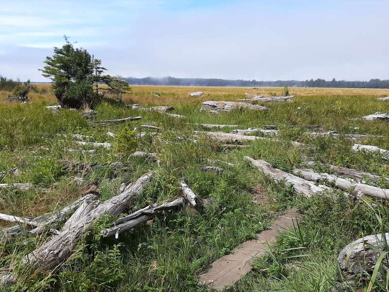 A narrow trail leads into a wetland area and weaves through driftwood logs.