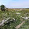 A narrow trail leads into a wetland area and weaves through driftwood logs.