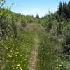 Wildflowers in a recently planted clearcut.