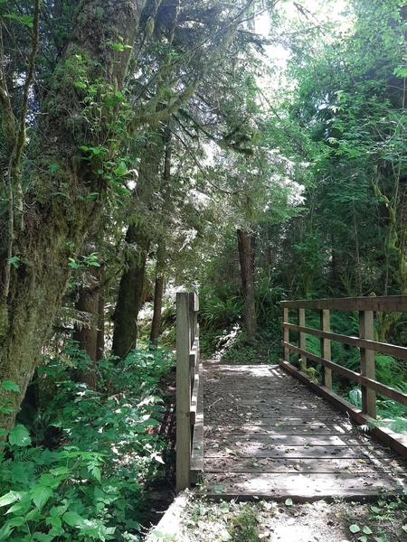 Wooden bridge with railings over a creek in a deeply forested area.