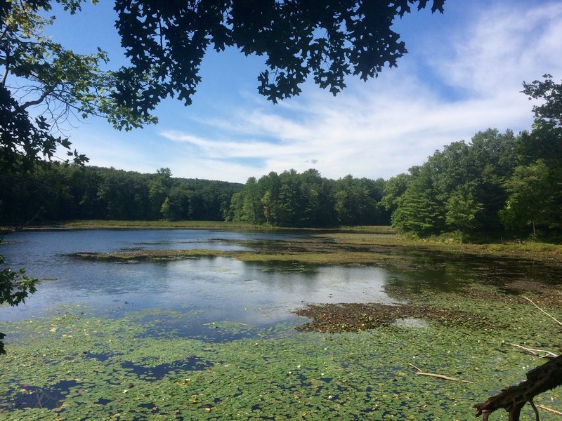 This lake has a beautiful trail and views of the lake from all angles. Look for turtles on fallen trees in the water. They like to bask in the sun.