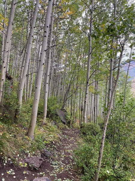 Nice aspens in the Gore Creek Trail singletrack alternate