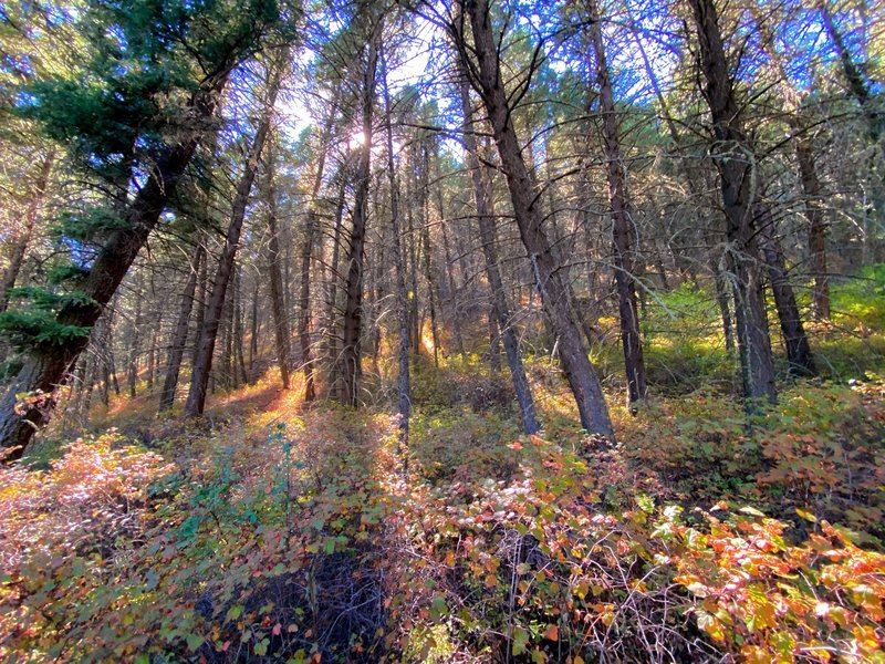 Golden afternoon light filters through the forest.