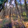 Golden afternoon light filters through the forest.