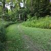 The grassy entrance to the forest trail off the parking lot in Smedley Park.