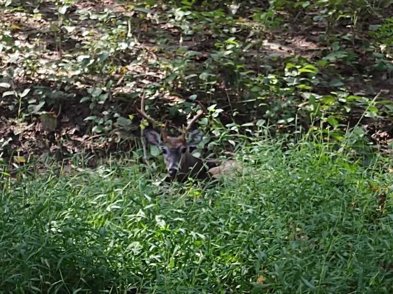 There's a number of deer that make there home in the woods along the trail.