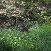 There's a number of deer that make there home in the woods along the trail.