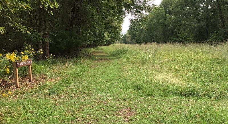 Looking east on the Flowline Trail at the junction with Thrush Trail. Typical of the mowed trails in the Oxley Nature Center.