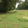 Looking east on the Flowline Trail at the junction with Thrush Trail. Typical of the mowed trails in the Oxley Nature Center.