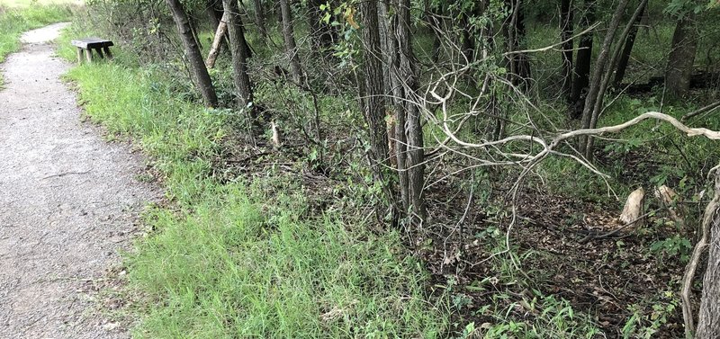 Note evidence of beaver activity adjacent to BJs Pond.  (Stump at far right of photo.)