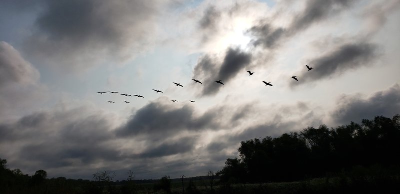 American White Pelican migration.