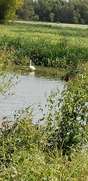 Blurry photo of a motionless trumpeter swan. Or bigfoot.