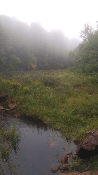 The stream bed widens out just before the trail heads up the side of the valley. A misty fall day.