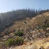 Nuns fire scar in Hood Mt. Park.