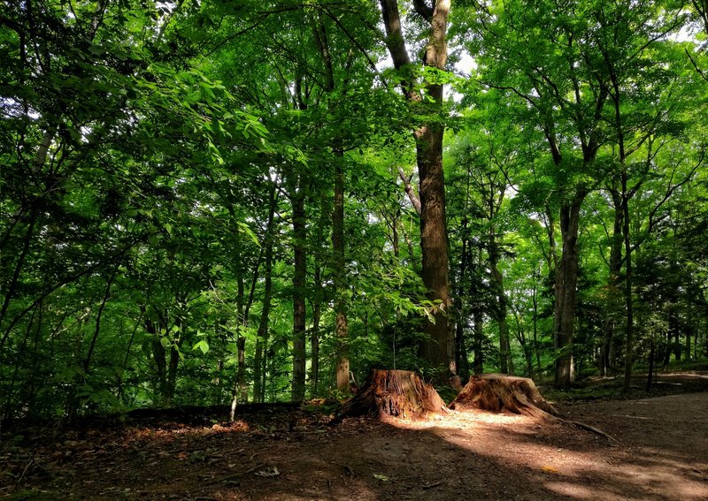 The sun is touching the traces of time at Dundas Valley Conservation Area