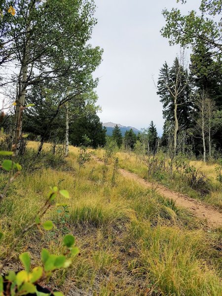 Moderate Singletrack terrain