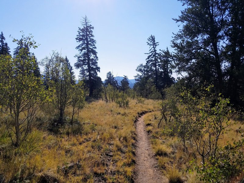 A Meander through the aspens.