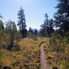 A Meander through the aspens.