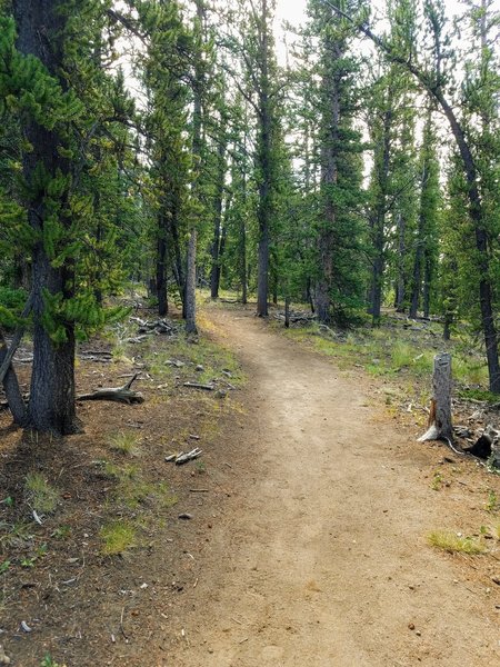 Traversing through the pines.