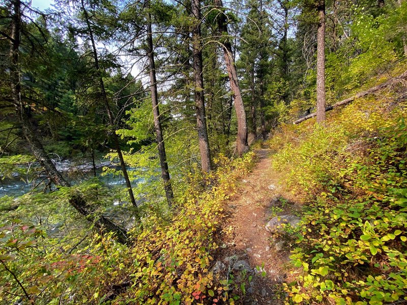 The undergrowth showing fall colors as the trail twists up the hill.