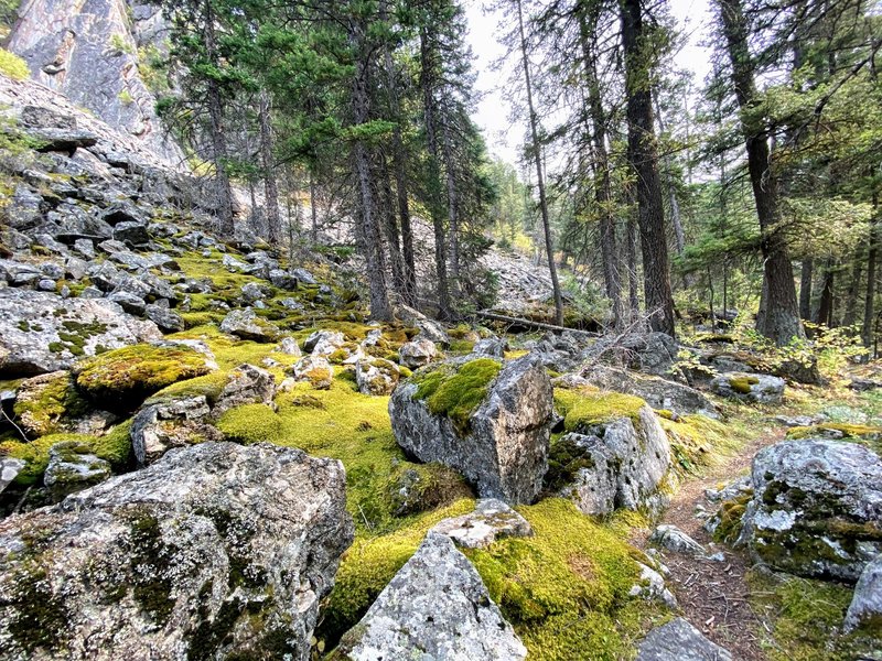 Mossy boulders along the trail.