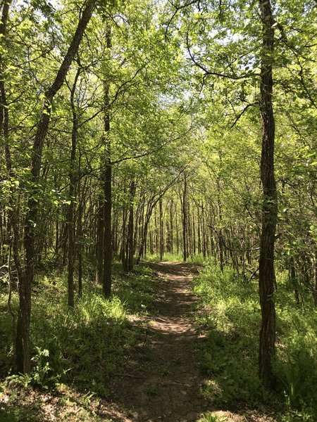 Dragonfly trail in spring through the forest.