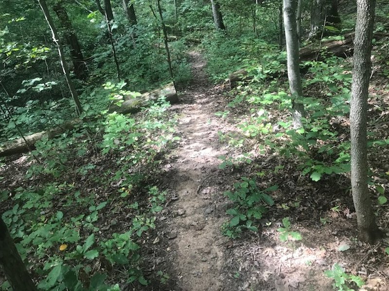 The Trail Committee built this trail as an alternate path between the valley and the ridge through mostly undisturbed habitat.