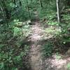 The Trail Committee built this trail as an alternate path between the valley and the ridge through mostly undisturbed habitat.