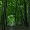 Indiana Dunes National Park - Inland Trail at Pinhook Bog