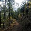 Singletrack trail lined with Aspens and Pines Mount Ester #754.