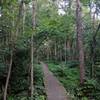 One of the many boardwalks on the trail-these get very slippery when wet!