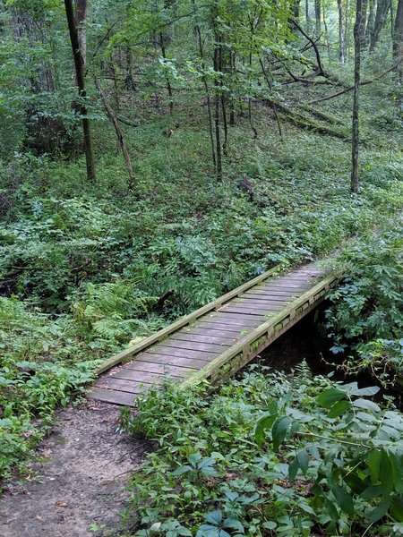 Fun bridge in the forest