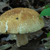 Fungus Among Us - Glenwood Dunes, Indiana Dunes National Park