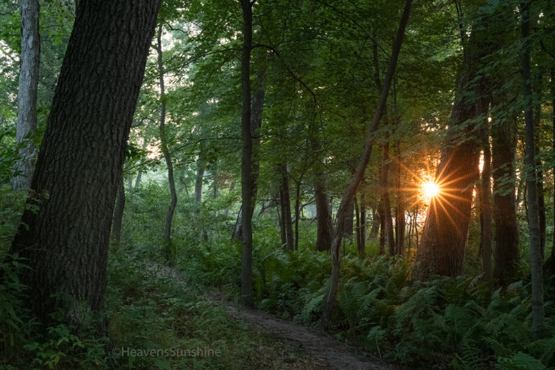 Morning sunburst - Dune Ridge Trail, Indiana Dunes National Park