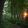 Morning sunburst - Dune Ridge Trail, Indiana Dunes National Park