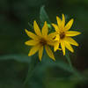 Wildflower on the Dune Ridge Trail - Indiana Dunes National Park