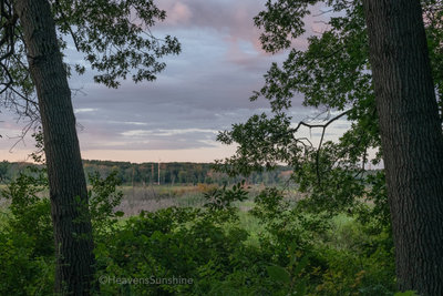 View between the trails at Cowles Bog.