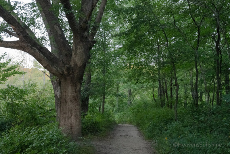 Along the trail at Cowles Bog - Indiana Dunes National Park