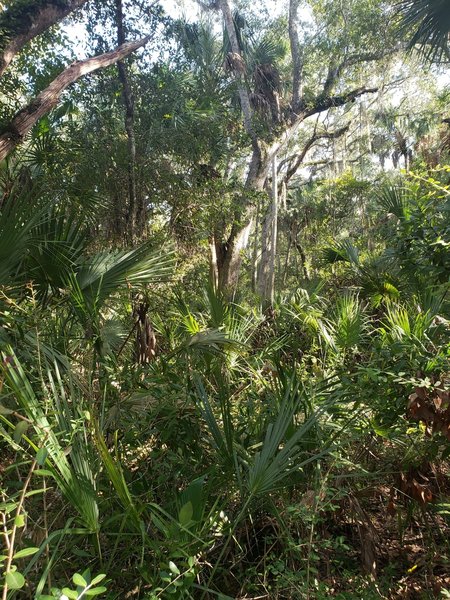 Lots of vegetation providing for a shady hike.