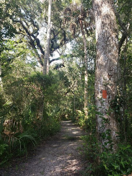 The trail is well marked and the width and surface make it ideal for trail runners.