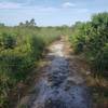 An area of open wind swept scrub, sumac and saw palmetto