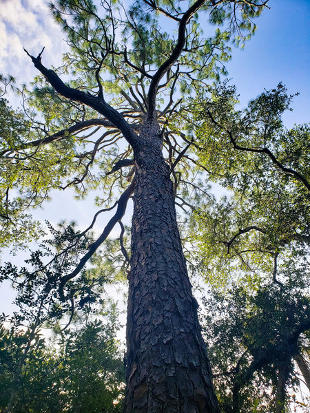 Enormous slash pine