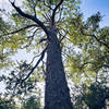 Enormous slash pine