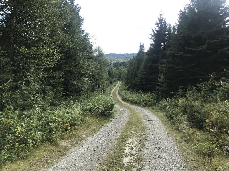 The long road... looking south on the Cohos Trail.