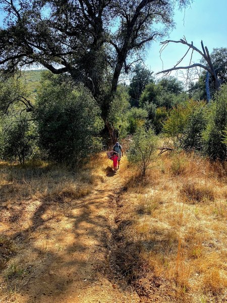 Plenty of Live Oaks line the trail