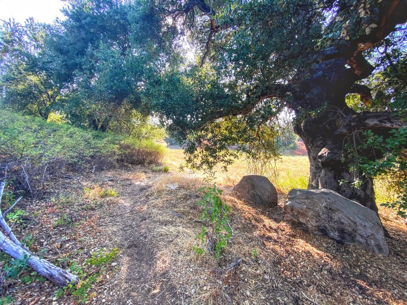 Ancient Live Oak shades the trail