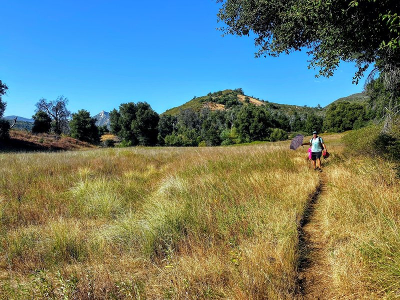 The trail carves through the edge of the meadow