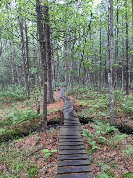 Great boardwalk sequence over a lush stream about halfway through the trail